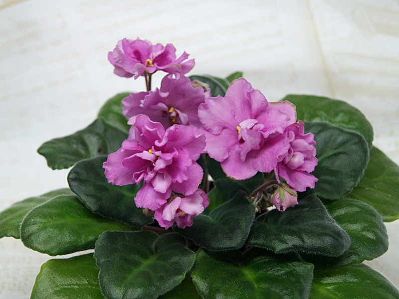 Киска Алиска (Макуни).JPG