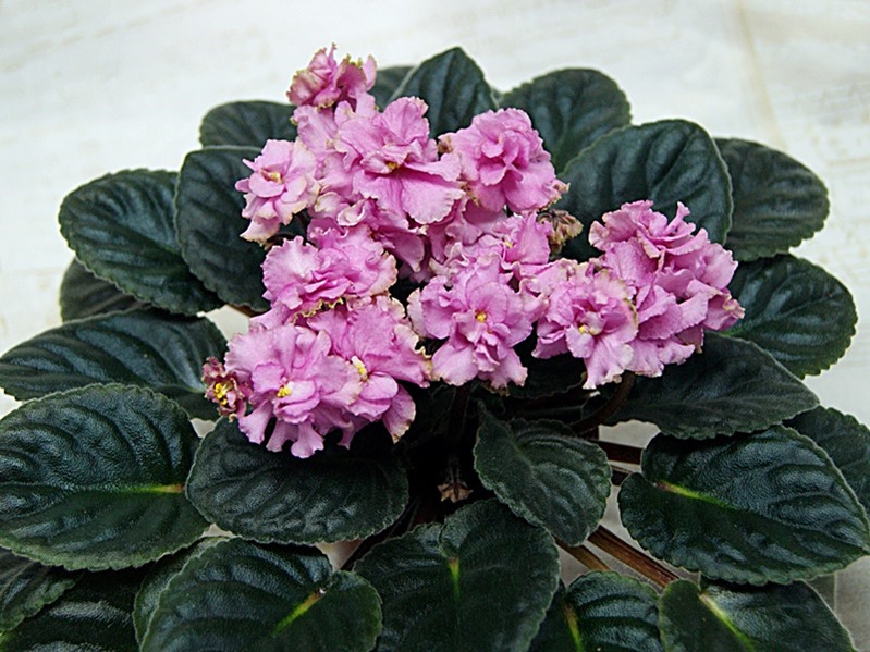 Конфетка (Макуни).JPG