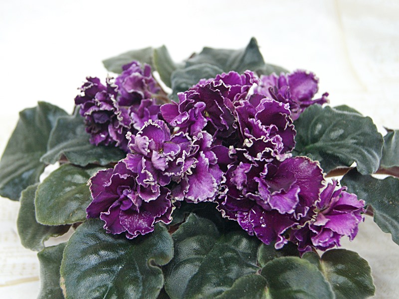 Леший (Макуни).JPG