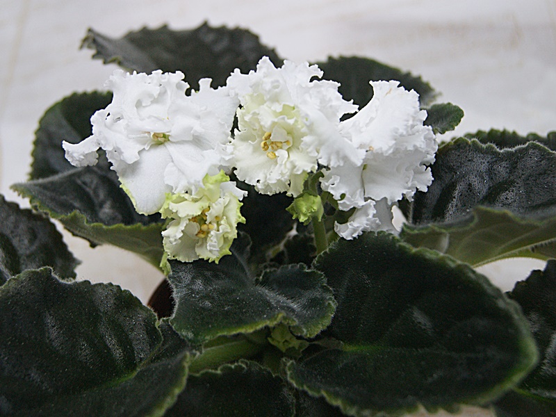 Царевна Лебедь (Макуни).JPG