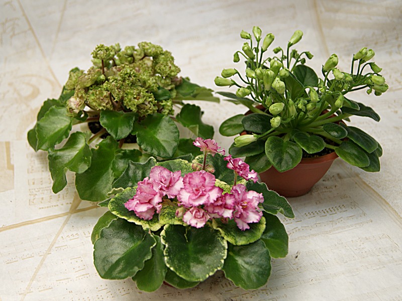 Allegro Pink Pistachio, Emerald Bell, ЛЕ-Фарфоровая Роза               .JPG