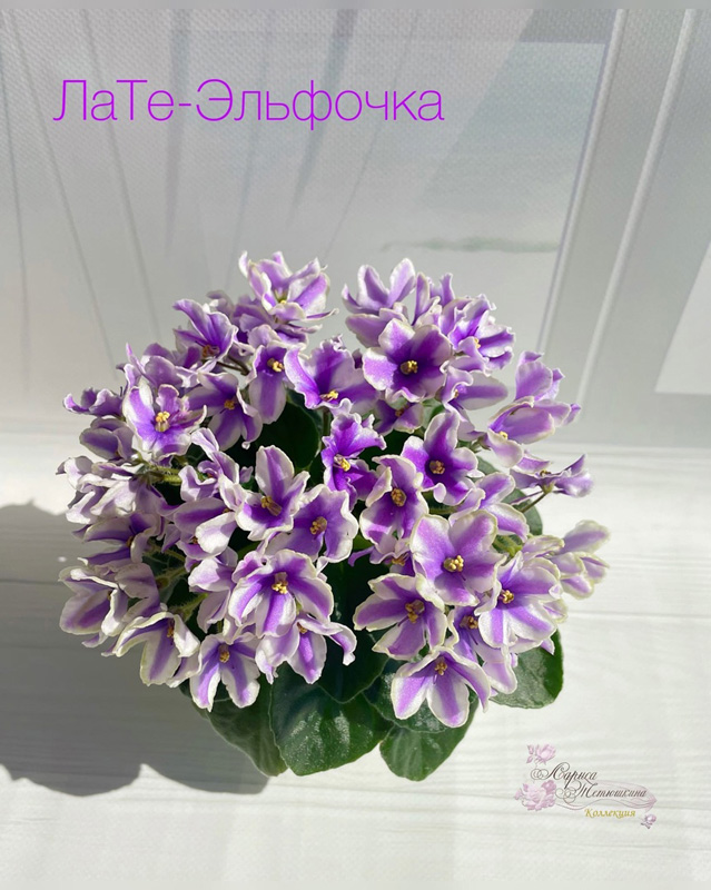 ЛаТе-Эльфочка от Н-Ночь Нежна.jpg