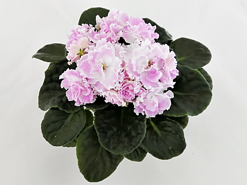 ПТ-Санта Роза.jpg