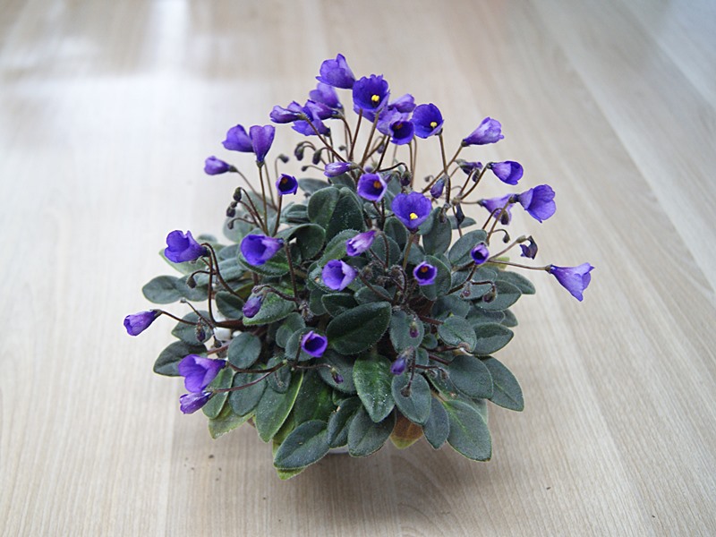 Vallarta Campanas Moradas.JPG