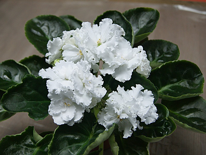 Зайка Моя (Макуни).JPG