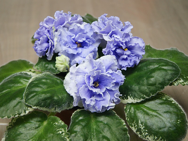 ЛЕ-Кристина.JPG