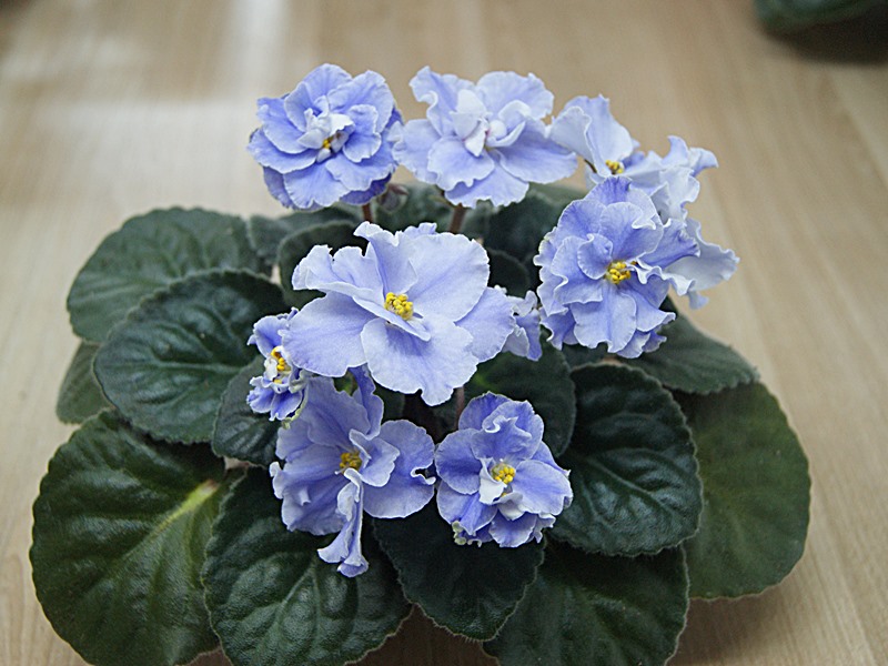 Лель (Макуни).JPG