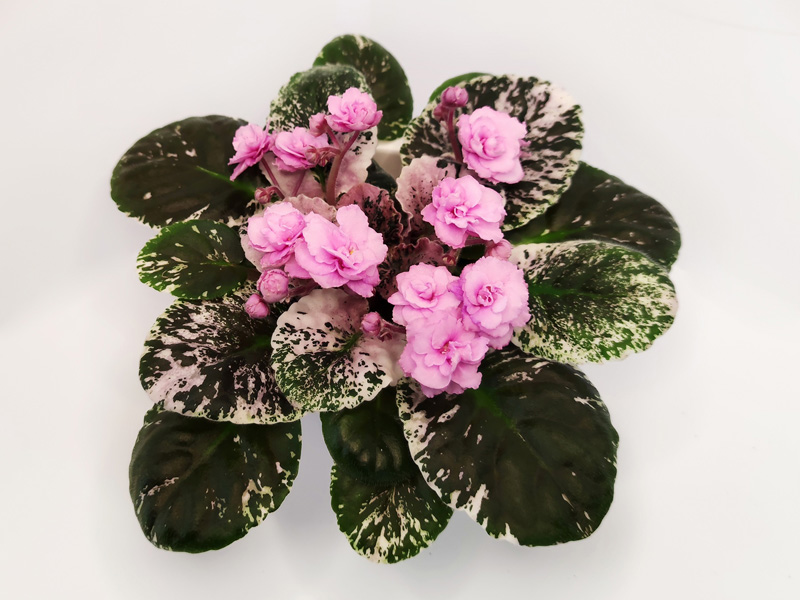 Rose Bouquet.jpg