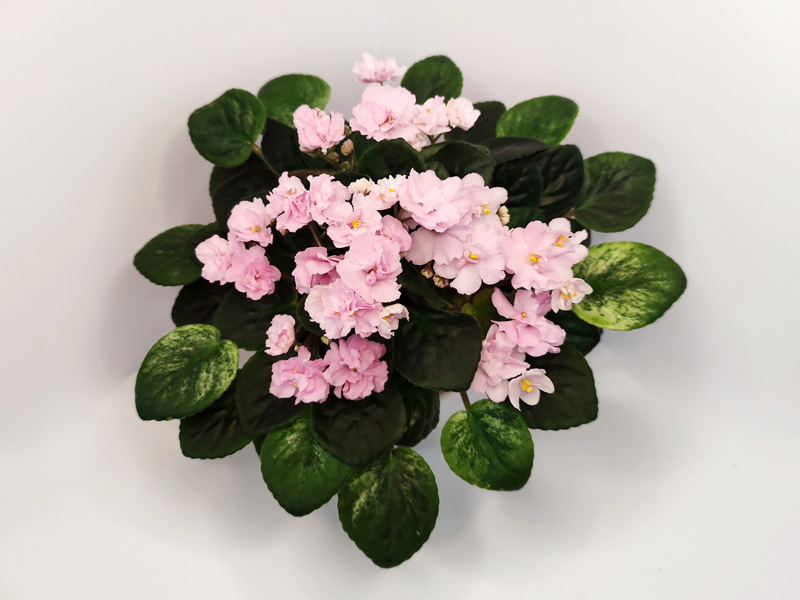 НК-Spring.jpg