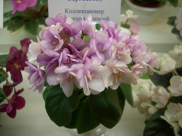 Fenix Кузнецов.JPG