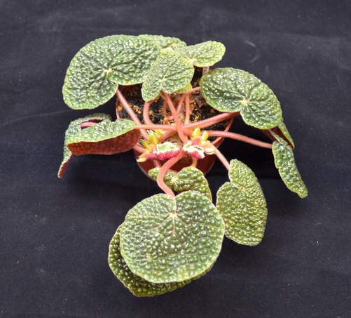 Begonia bullatifolia
