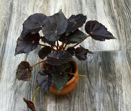 Begonia 'Red Planet