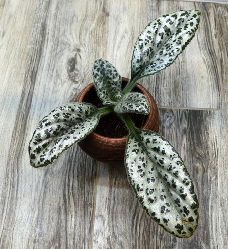 Primulina dryas ‘Silver’