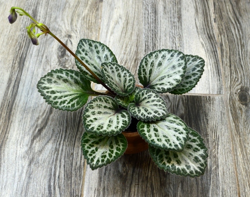 Primulina Loki (Примулина Локи)