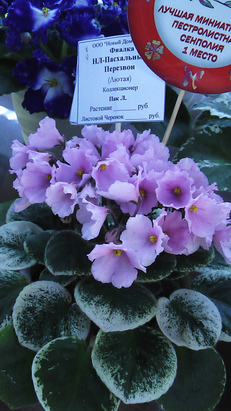 IMGA0340.JPG