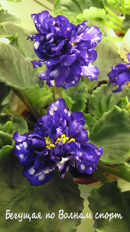 IMGA0349.JPG