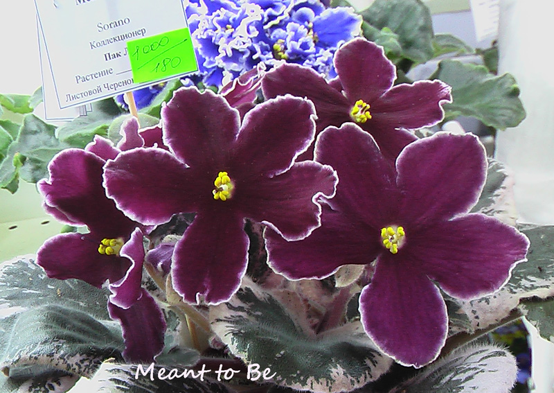 IMGA0361.JPG