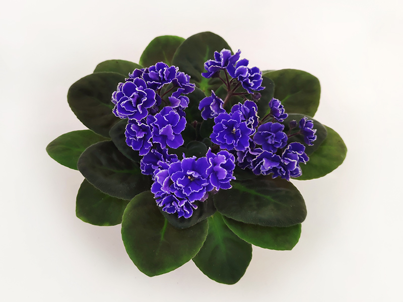 1. Лебединый Полёт (Макуни)  Л.Пак.jpg