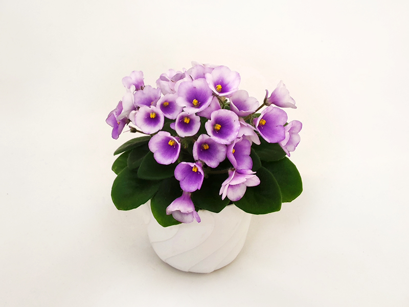 1. ЛЕ-Котенок Мяу (Е.Лебецкая)  Т.Клещукова.jpg