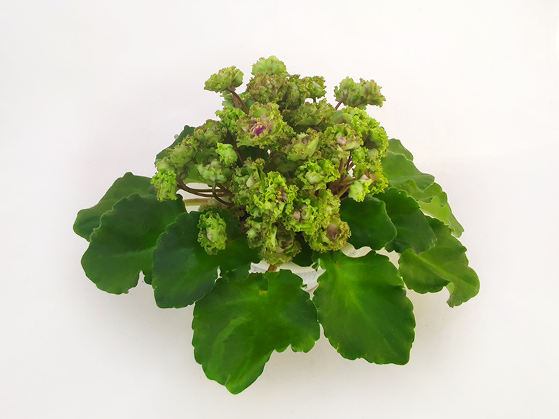 2. Allegro Pink Pistachio (J. Stromborg)  Л.Пак.jpg