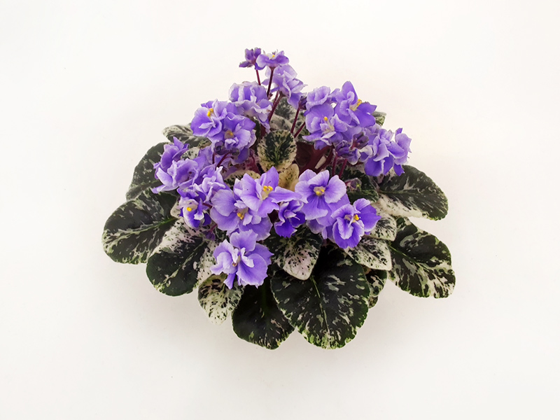 2. Shirl's Ruffled Petticoat (S. Sanders)  Т.Клещукова.jpg