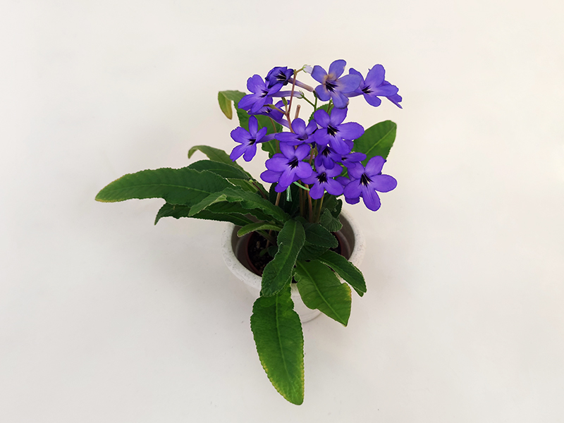 1. Haru No Mizu (T.Okuto)  Н.Дорофеев.jpg