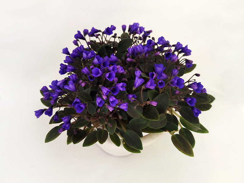 1. Vallarta Campanas Moradas (G. Beck) О.Стуленкова.jpg