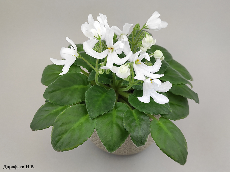 Lunar Lily White