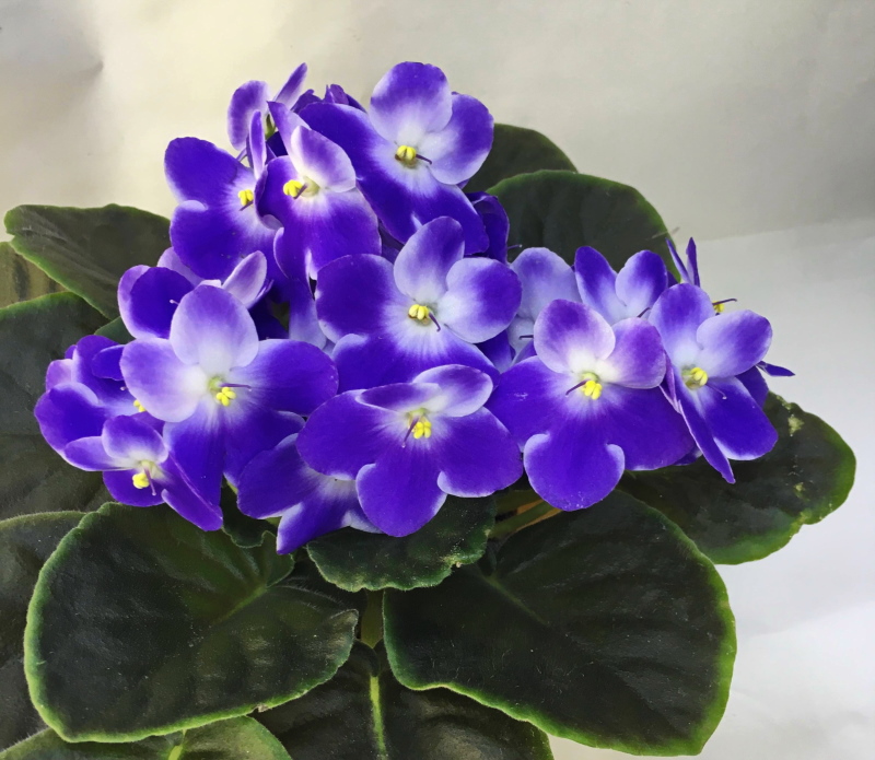 Valeska Blue