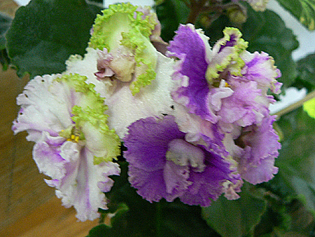 P1150243 (1).jpg