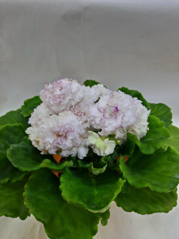 ЛЕ-Мария Мирабелла (спорт)