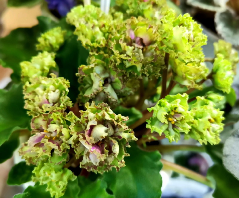 Allegro Pink Pistachio