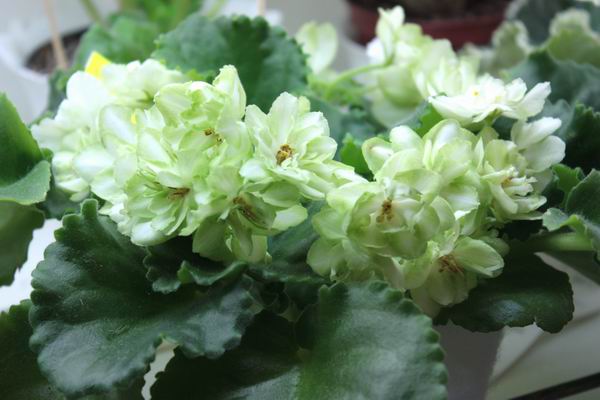 Resize of Green Gorizont.jpg