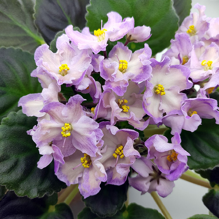 Hawaiian Pearl (S.Sorano)