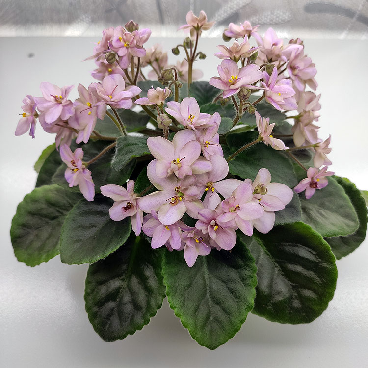 Morgan's Roseside Rambler (C.Eros)