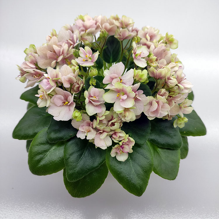 Hunter's Sweet Sakura (K.Muzalewski)