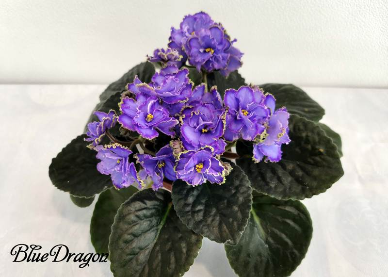 Blue-Dragon.jpg