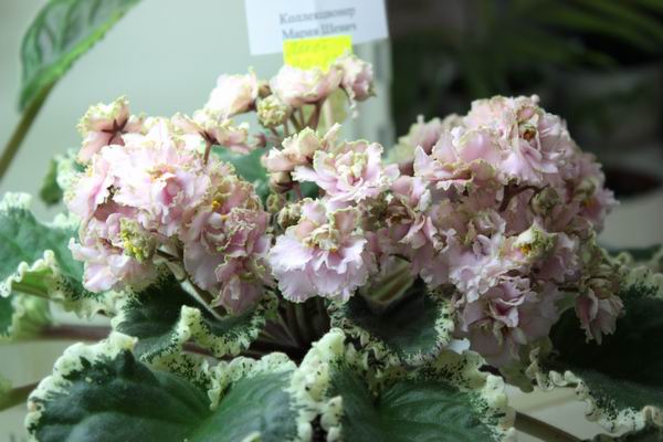 Resize of Ma's Corsage.jpg