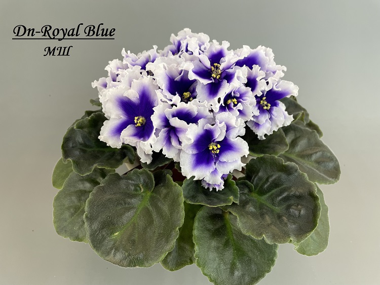 Dn-Royal Blue 1.jpg