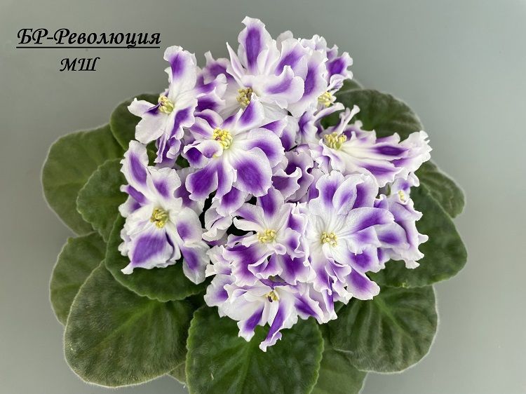 БР-Революция 3.jpg