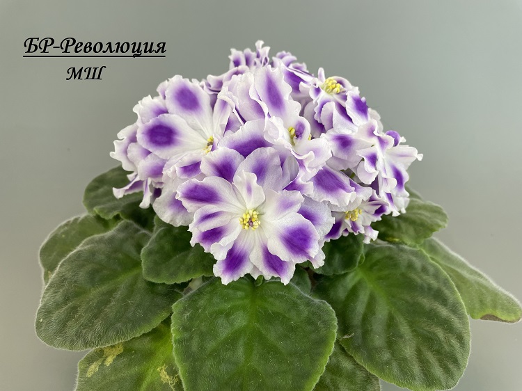 БР-Революция 1.jpg