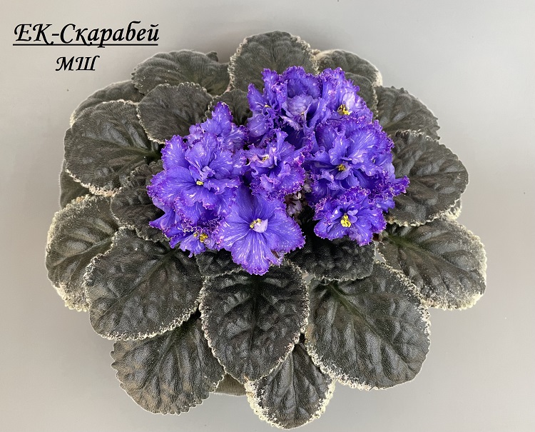 ЕК-Скарабей 1 (2).jpg
