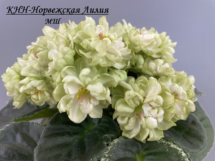 КНН-Норвежская Лилия 4.jpg