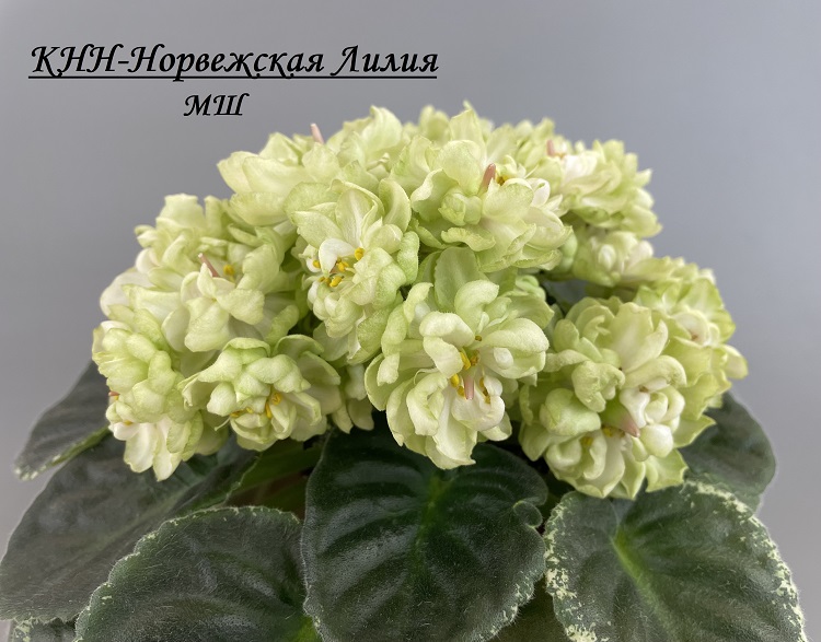 КНН-Норвежская Лилия 3.jpg