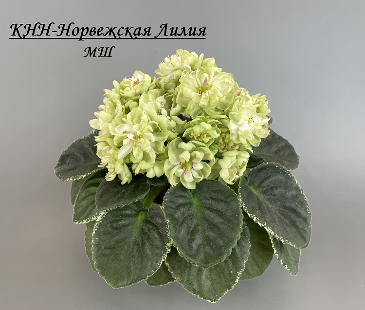 КНН-Норвежская Лилия 1.jpg