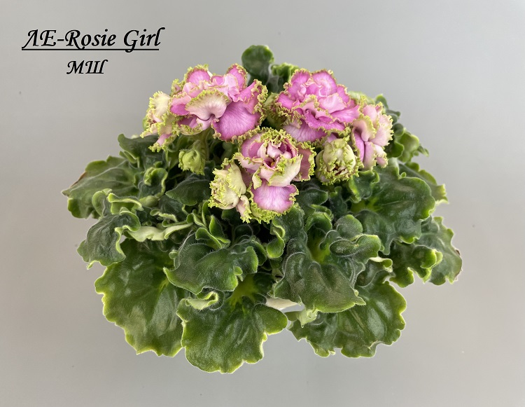 ЛЕ-Rosie Girl 1.jpg
