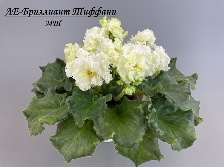 ЛЕ-Бриллиант Тиффани 3.jpg