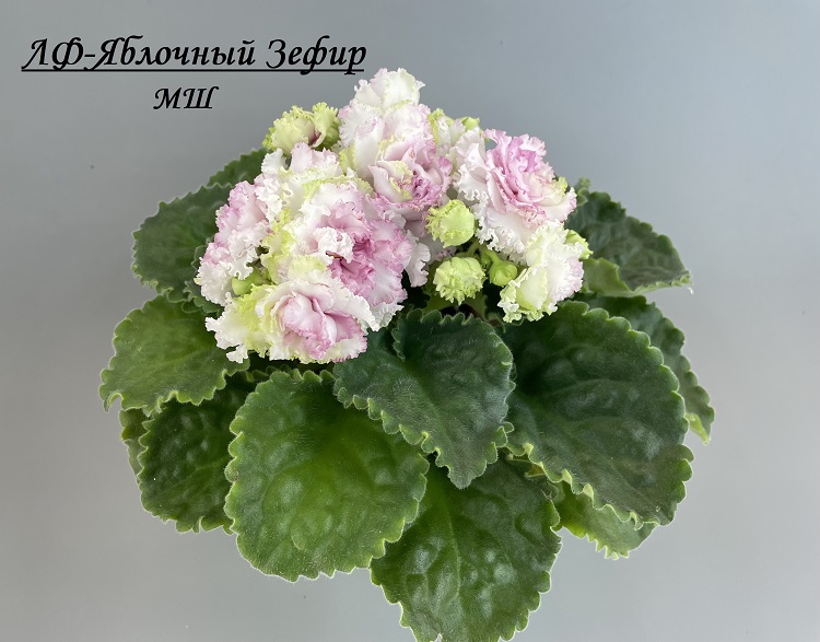 ЛФ-Яблочный Зефир 1.jpg