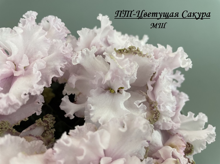 ПТ-Цветущая Сакура 2.jpg