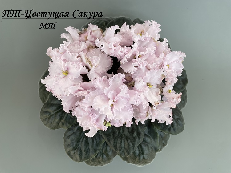 ПТ-Цветущая Сакура 3.jpg